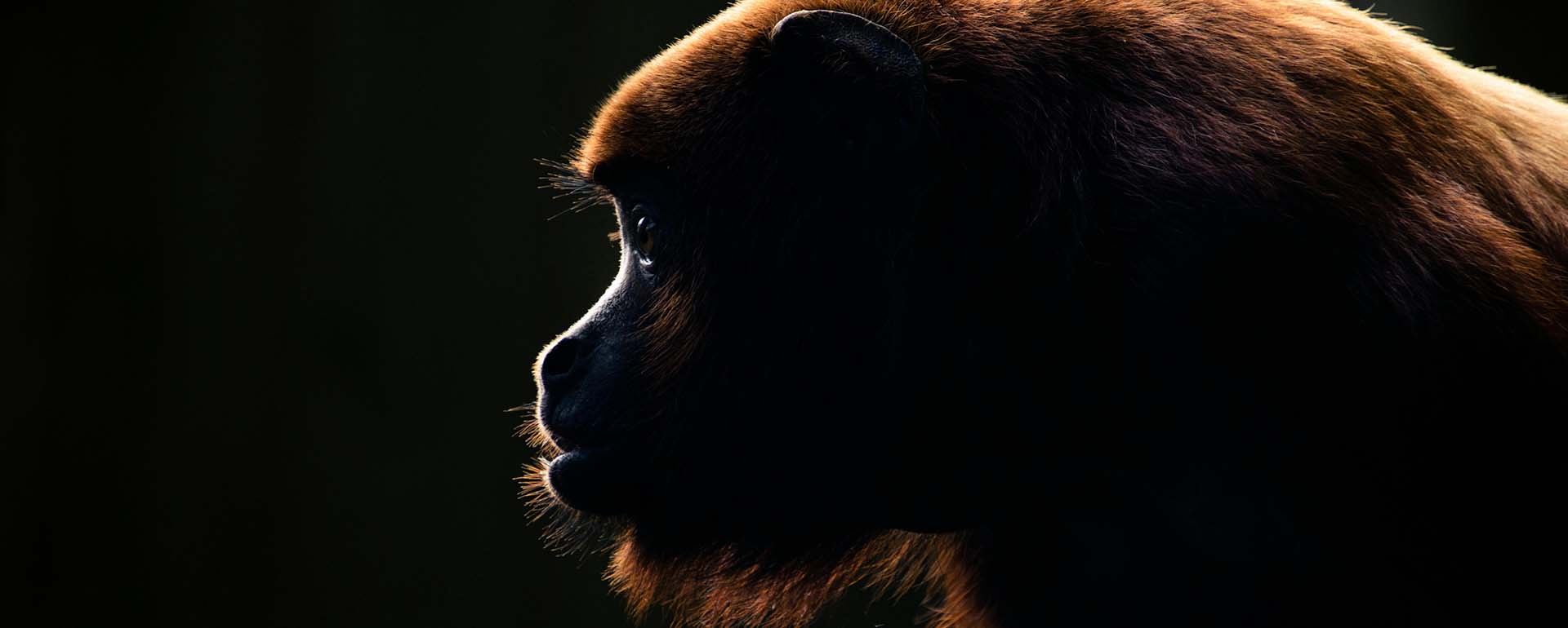 Bürgerentscheid - Ist die Zeit der Brüllaffen vorbei?